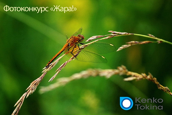 жара.jpg жара.jpg