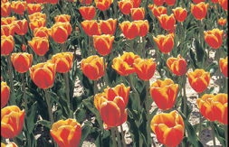 flower_11.jpg