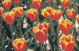 flower_22.jpg