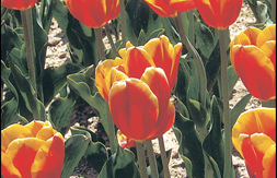 flower_33.jpg