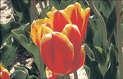 flower_44.jpg