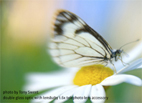 batterfly_L_1.jpg
