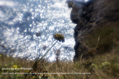 dandelion_S.jpg