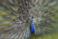 peafowl_S.jpg